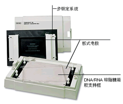 北京现货供应Bio-rad伯乐半干转印槽图片