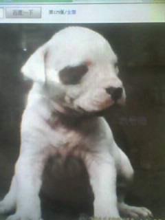 中亞牧羊犬管理圖片