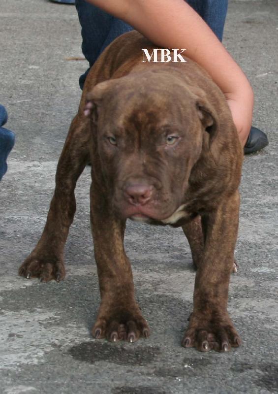 優(yōu)質(zhì)的比特犬圖片