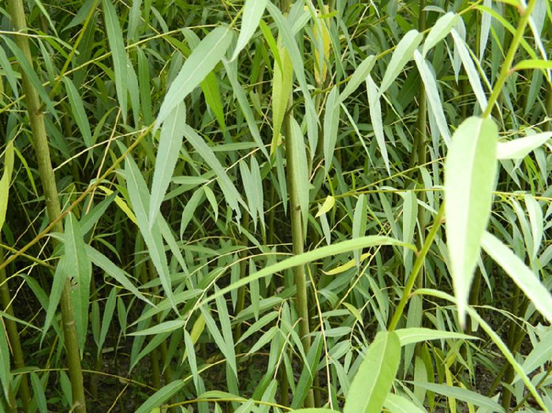 供應(yīng)廣西美國(guó)竹柳綠化苗種植園，廣西美國(guó)竹柳綠化苗育苗園