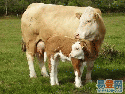 供应山西肉牛价格行情分析图片