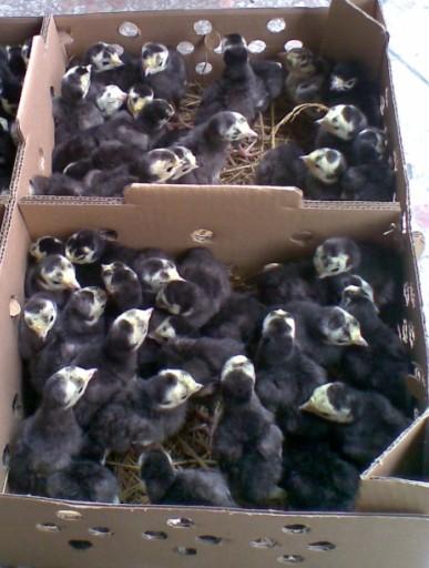 供應(yīng)江蘇*苗報價-江蘇*苗養(yǎng)殖-江蘇*苗批發(fā)