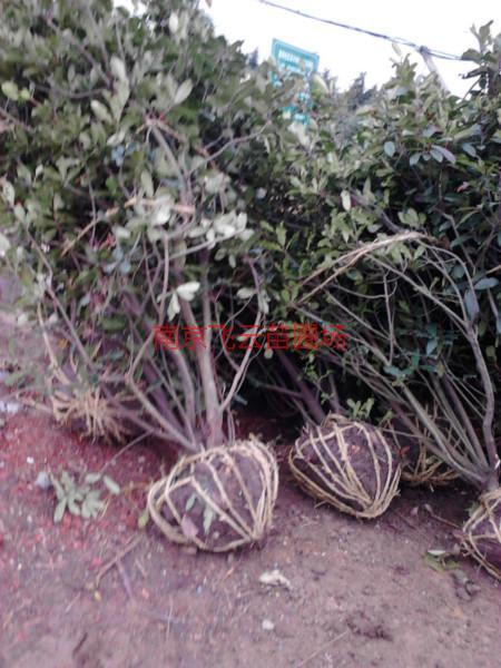供應(yīng)高桿紅葉石楠價(jià)格批發(fā)，高桿紅葉石楠供應(yīng)，高桿紅葉石楠零售