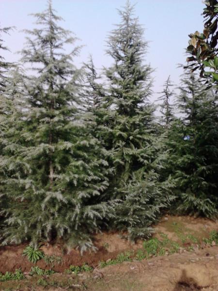 供應(yīng)用于綠化的雪松---2米3米4米雪松直銷價