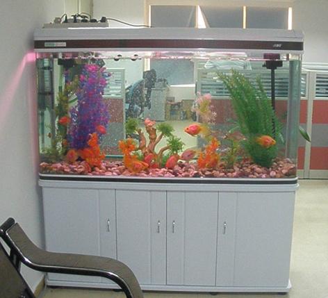 珠江新城清洗魚缸， 廣州上門清洗魚缸，錦鯉魚池清洗，天河上門洗魚缸