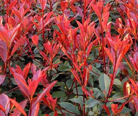 供應(yīng)紅葉石楠工程苗，紅葉石楠小苗40-70cm