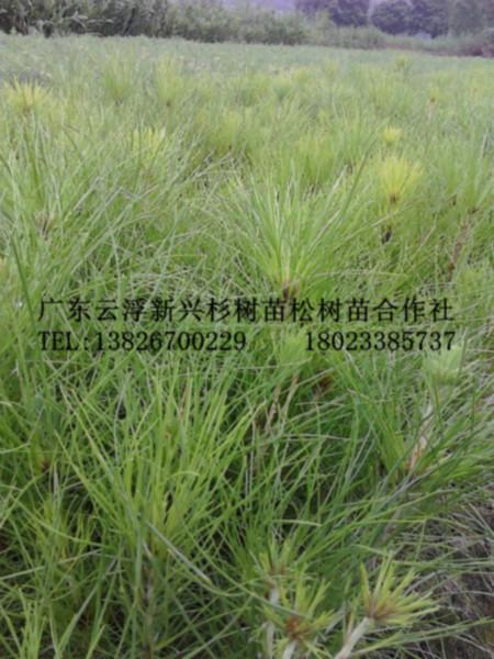 供應(yīng)濕地松苗