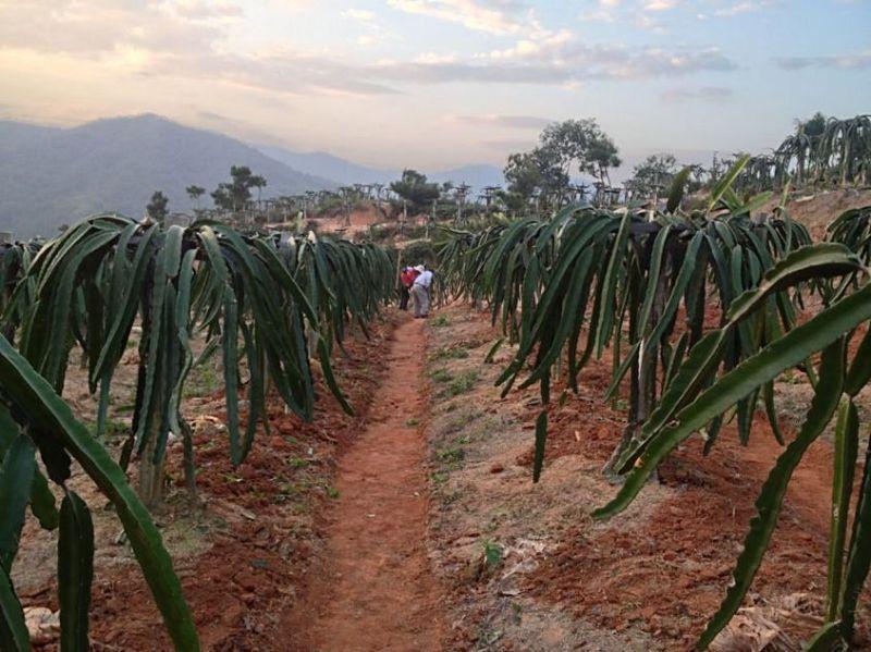 供應(yīng)白水晶火龍果批發(fā)價-白水晶火龍果哪里有賣