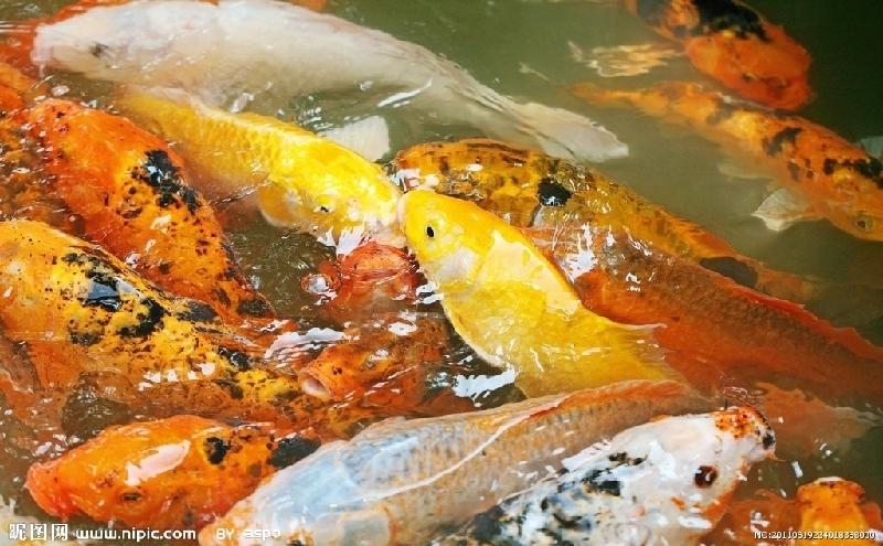 供應北京觀賞魚魚苗養(yǎng)殖商電話，北京觀賞魚魚苗養(yǎng)殖商電話直銷