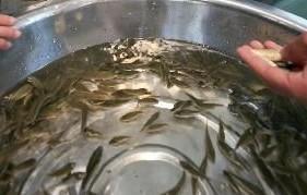 供應(yīng)河北鯽魚魚苗批發(fā)