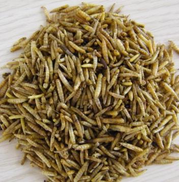 干蠅蛆/無菌/低溫烘干/純麥麩養(yǎng)