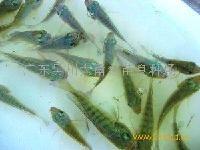 廣東羅非魚價格，供應非洲鯽魚養(yǎng)殖場，供應南洋鯽繁殖場，供應越南魚繁殖場 羅非魚苗