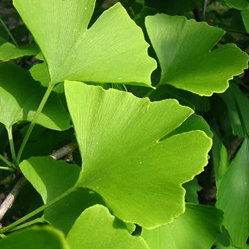 供應北京枸杞子批發(fā)