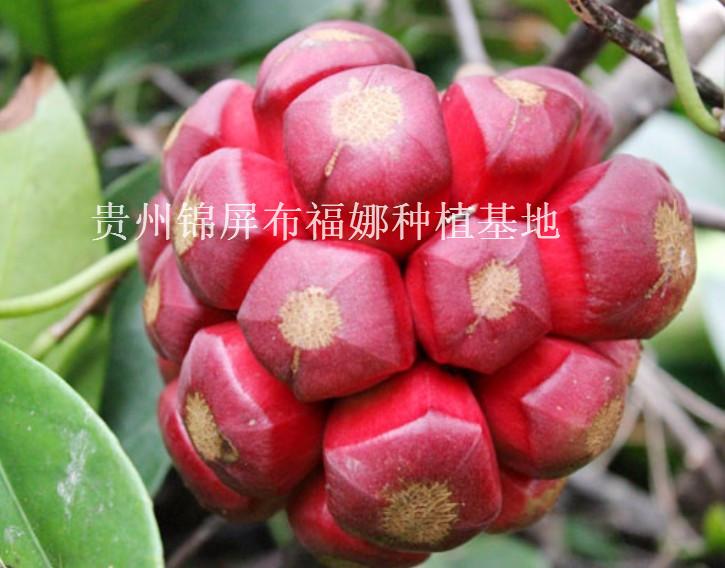攀枝花市布福娜種苗供貨商圖片