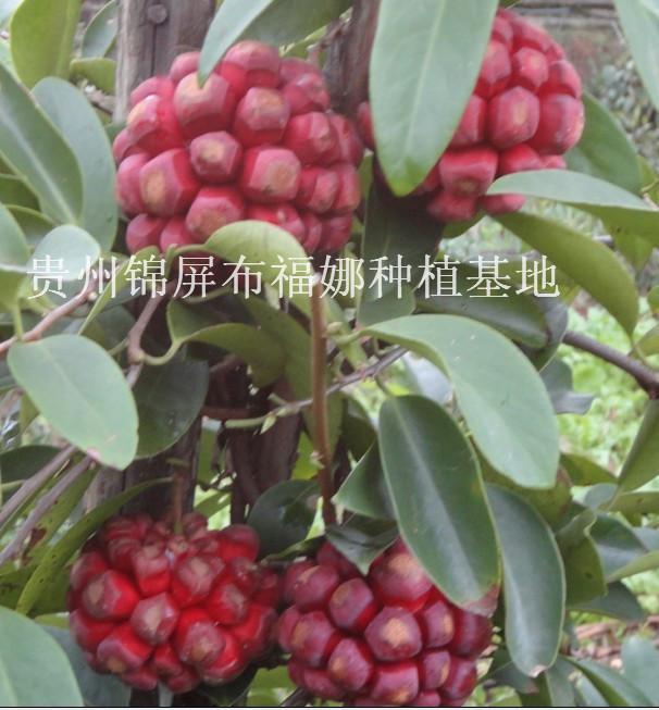 布福娜種苗圖片/布福娜種苗樣板圖 (4)