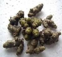 供應(yīng)沛縣洋落葵川七/藤三七/洋落葵/川三七種苗