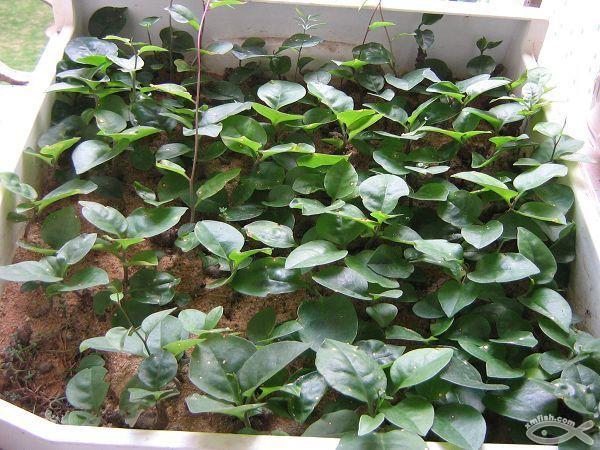 供應(yīng)沛縣洋落葵川七/藤三七/洋落葵/川三七種苗