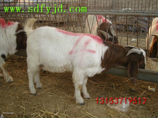 供應(yīng)*出售*羊羔