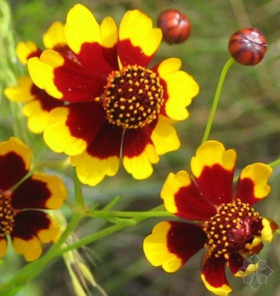 供應(yīng)*菊種子，原名蛇目菊，蛇目菊種子，江蘇蛇目菊