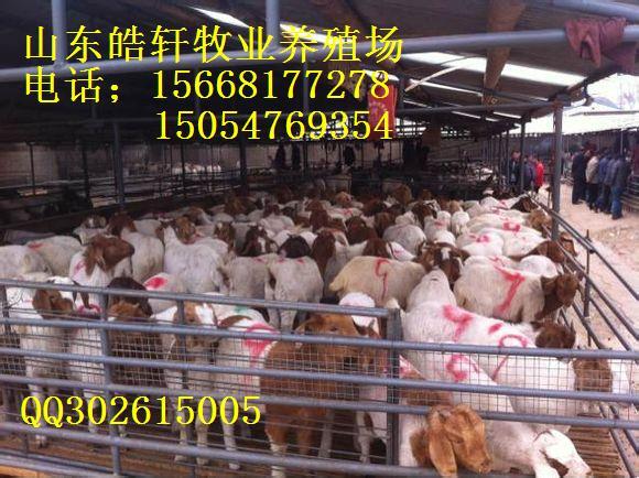 济宁市出售肉牛种牛优良牛高产肉牛厂家供应出售肉牛种牛优良牛高产肉牛