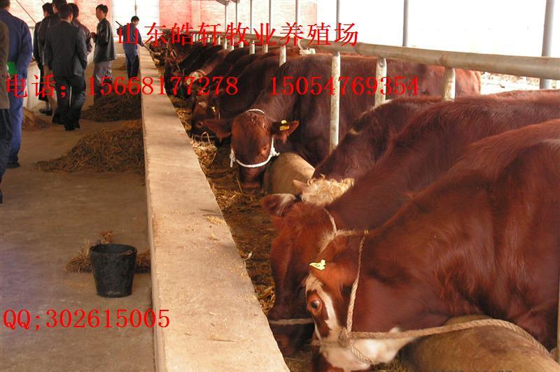 肉牛種牛養(yǎng)殖場在哪肉牛價(jià)格低嗎