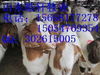 海興*種羊價(jià)格