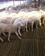 連云港小尾寒羊一年能產(chǎn)幾窩圖片