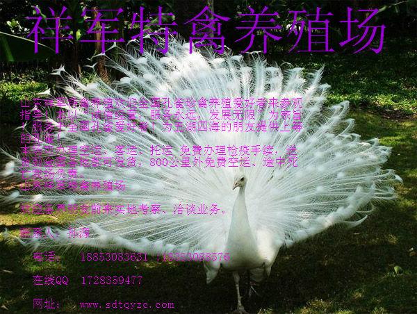 供應(yīng)靈武市哪里有賣*的