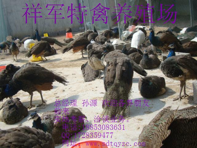 供應(yīng)鞏義市*養(yǎng)殖場