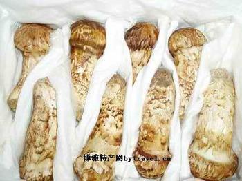 供應(yīng)廣東新鮮松茸菌多少錢，廣東新鮮松茸菌價(jià)格，廣東新鮮松茸菌廠家