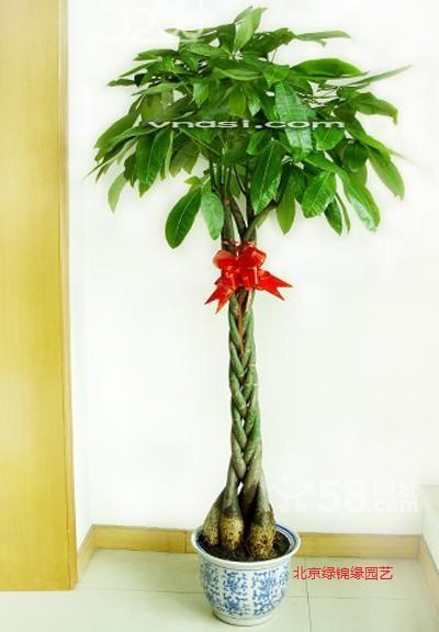 供應(yīng)花卉臨時(shí)租擺，北京租賃綠植會(huì)議花卉臨時(shí)租擺，會(huì)議花卉臨時(shí)租擺