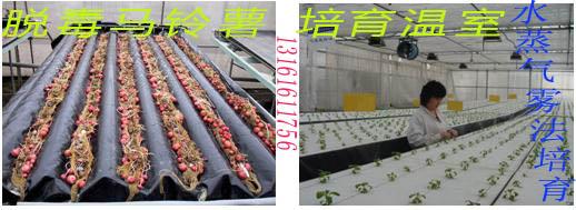 供應(yīng)太空土豆種子金輝顆源土豆種子公司直銷(xiāo)