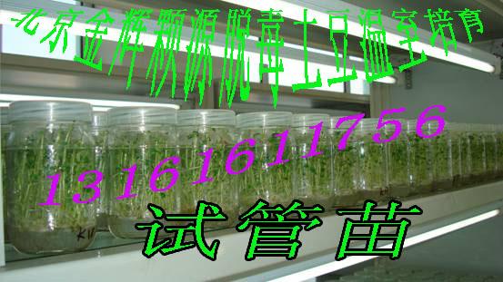 供應(yīng)太空土豆種子金輝顆源土豆種子公司直銷(xiāo)