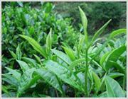 供應(yīng)苦丁茶栽培技術(shù)