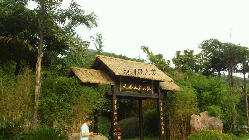 大連仿真茅草優(yōu)質(zhì)產(chǎn)品深圳景之美工廠直銷