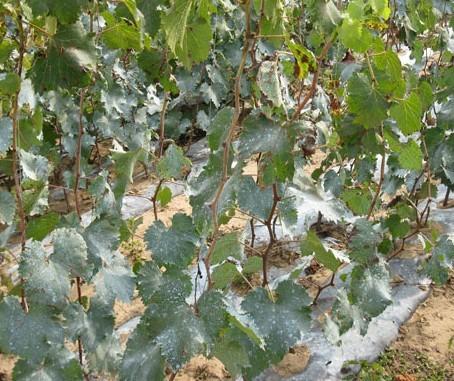 供應營養(yǎng)杯葡萄苗，河北營養(yǎng)杯葡萄苗種植，營養(yǎng)杯葡萄苗供應