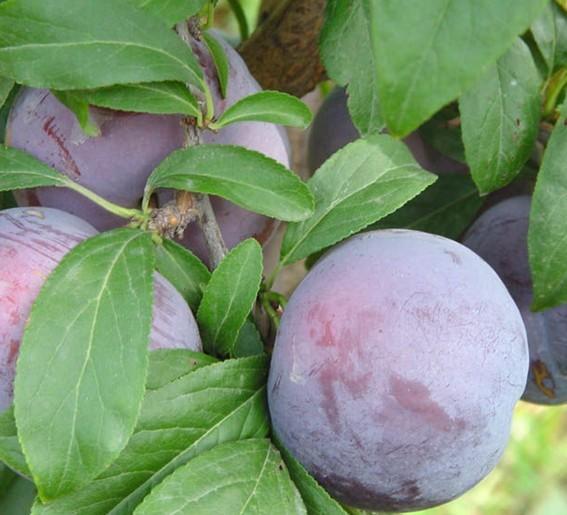 供應(yīng)李子苗李子苗李子苗李子苗李子苗