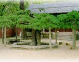 供應(yīng)白皮松/山東白皮松/山東白皮松樹(shù)價(jià)格/白皮松*報(bào)價(jià)