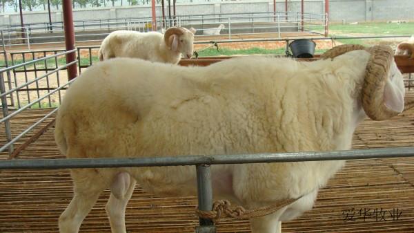 山東四元雜交牛 威海是否有四元雜交牛 東營(yíng)有四元雜交牛嗎