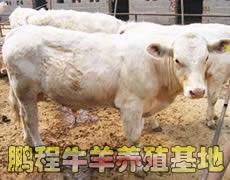 供应肉牛养肉牛效益分析