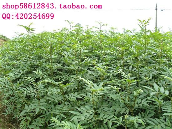 供應(yīng)*惠的大紅袍花椒種子廠家