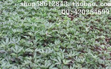 供應(yīng)*惠的大紅袍花椒種子廠家