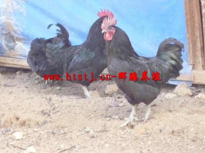 優(yōu)質(zhì)土雞苗 優(yōu)質(zhì)土雞苗批發(fā) 優(yōu)質(zhì)土雞苗養(yǎng)殖基地