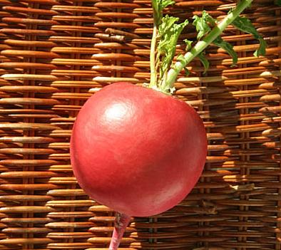 供應(yīng)東北蘿卜專業(yè)種殖批發(fā)