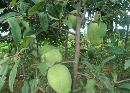 木瓜苗柿子苗圖片