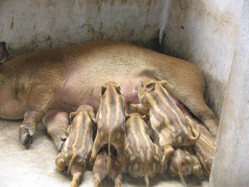 徐州賣*肉的