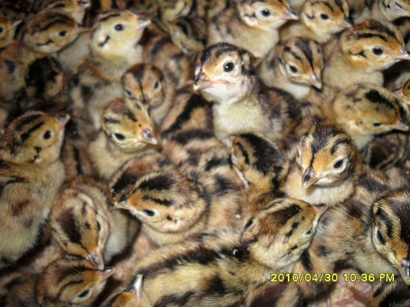 供應(yīng)山雞苗，徐州山雞苗供應(yīng)，江蘇山雞苗供應(yīng)