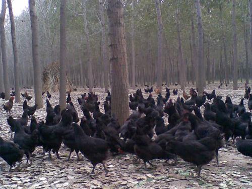 供應(yīng)徐州綠殼蛋雞