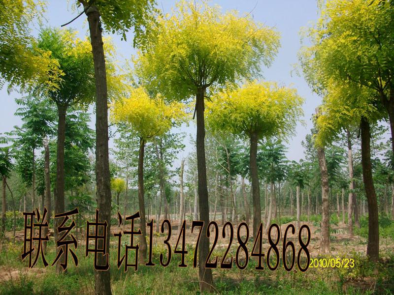 供應(yīng)河北嫁接黃金槐規(guī)格