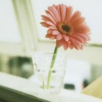 供應喝蘋果醋的好處